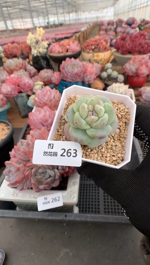 263冰玉石化多肉植物一物一拍