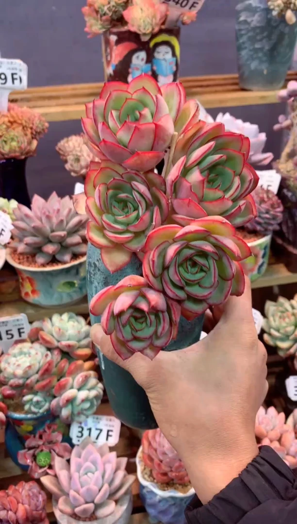 339F（一物一拍，精品多肉，w所见即所得 ）