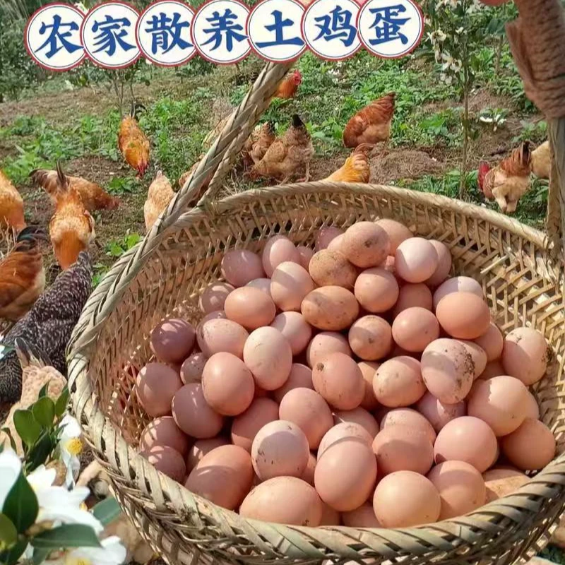 [顺丰包邮]北川羌族的土鸡蛋新鲜土鸡蛋农家散养新鲜鸡蛋