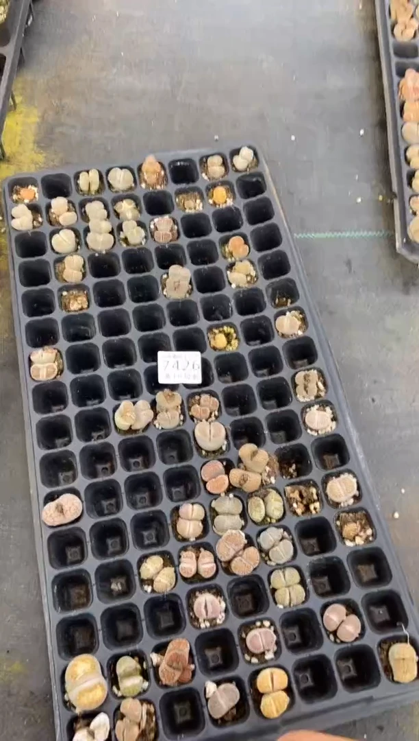 【闪购商品】7426特价穴盘有疤长腿发货20颗量拍