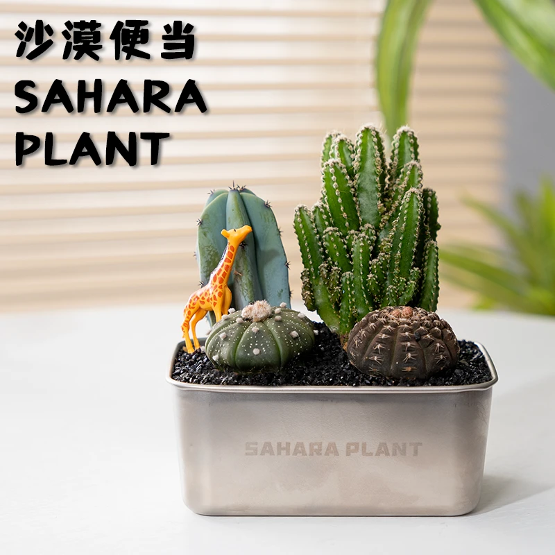 【沙漠便当】仙人掌盆栽植物室内绿植花卉办公室桌面解压送礼礼物