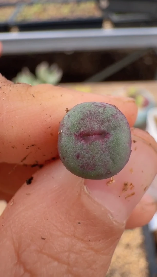 【闪购商品】9--98