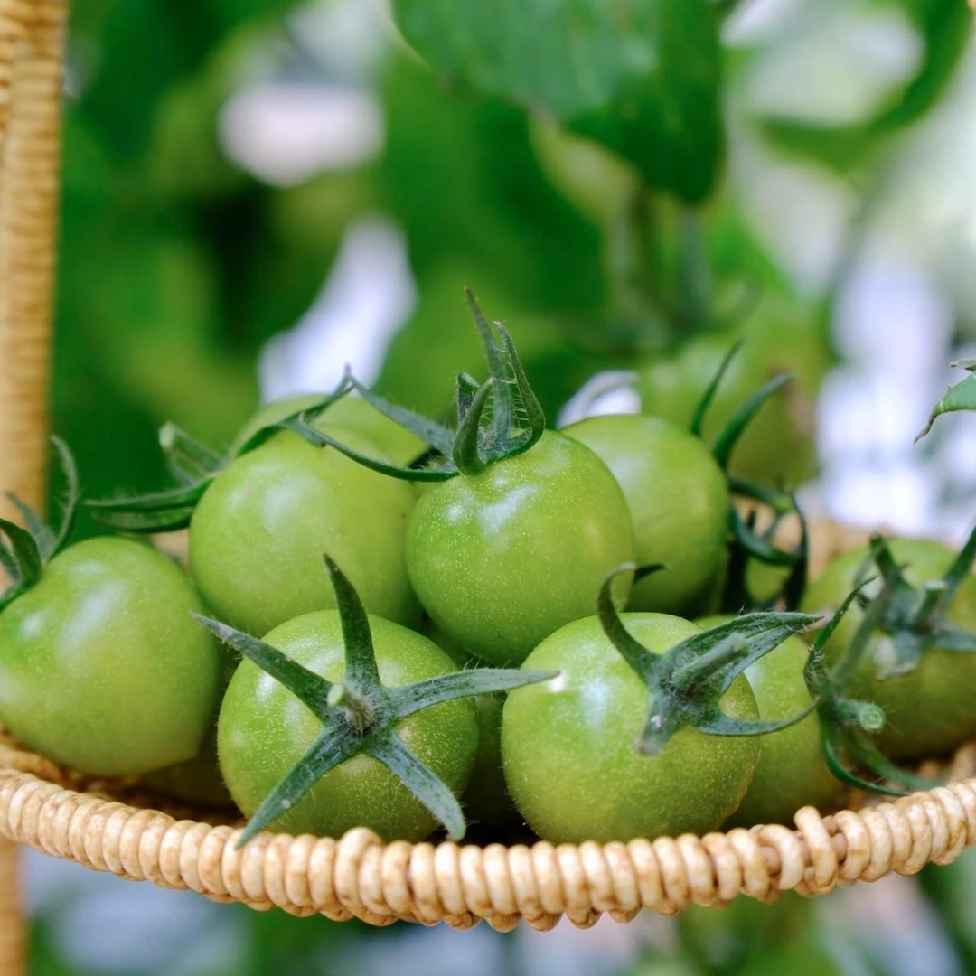 现摘青色樱桃小番茄圣女果正宗水果爆汁小西红柿多汁生吃