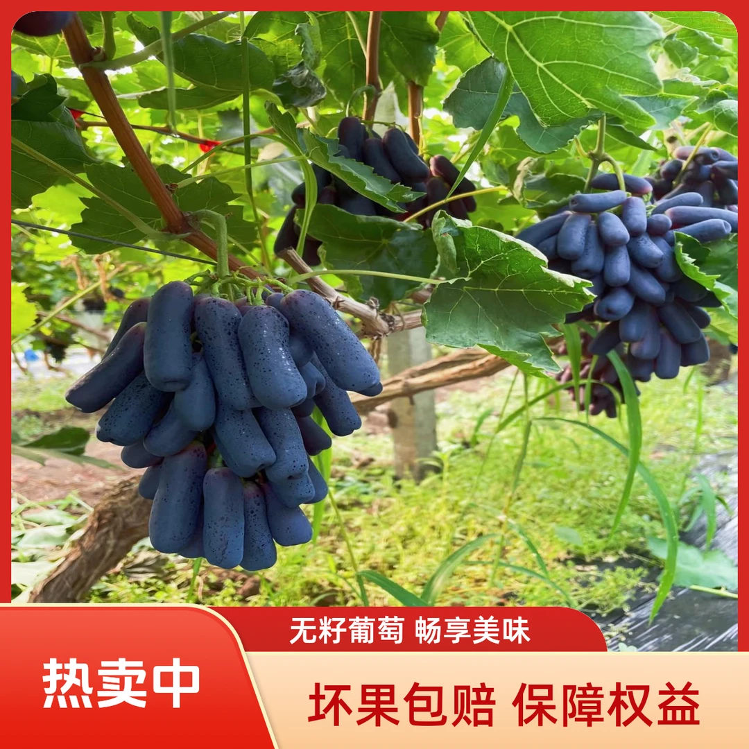 山西清徐蓝宝石葡萄水果清徐葡萄蓝宝石金手指无籽葡萄新鲜当季现采现发京东包邮山西省