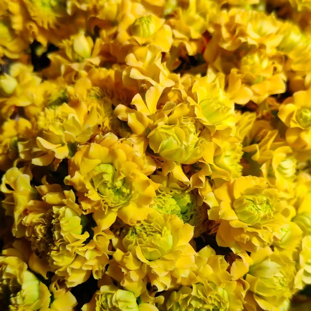 【暴风女神】110盆  重瓣带花苞长寿花