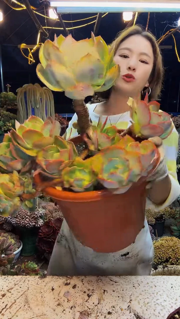 大凤老桩一物一拍脱土包邮