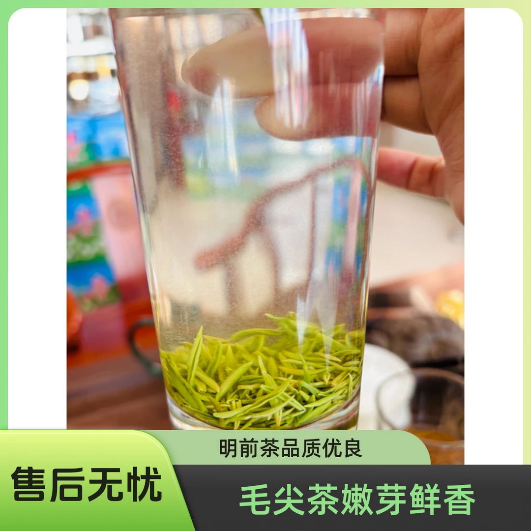 毛尖明前 特级小芽嫩芽雨前绿茶