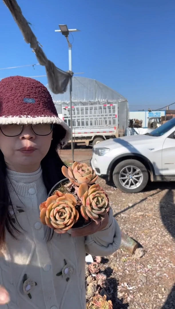 【闪购商品】44-三头起白雪公主5