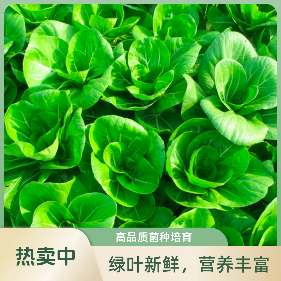 甄选矮脚黄奶油白菜农家自种青菜白菜露天菜3斤5斤黄白