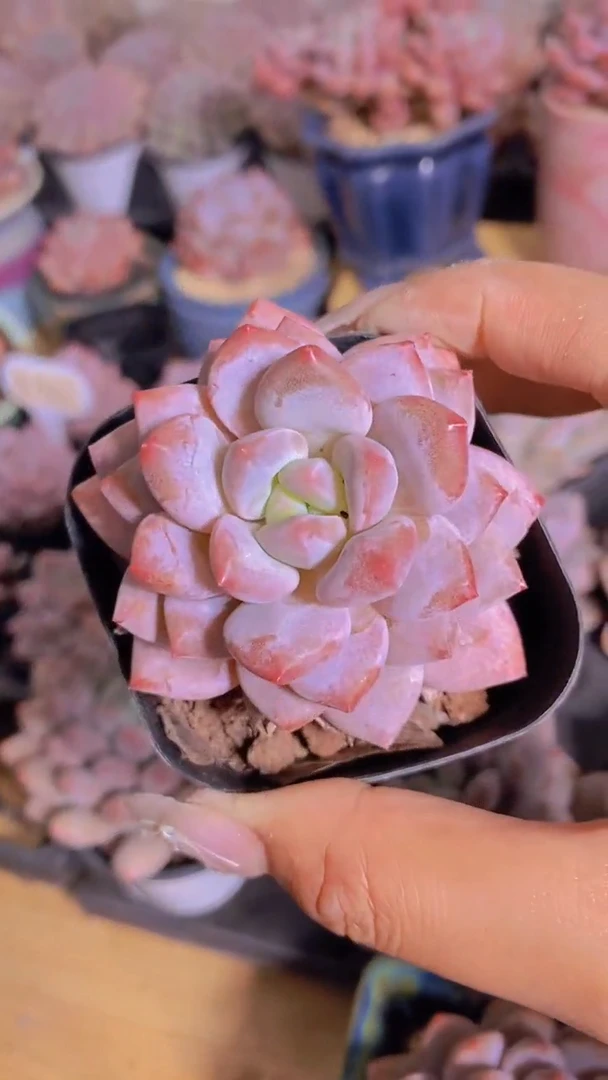 A793-粉黛半夏5cm（量拍）