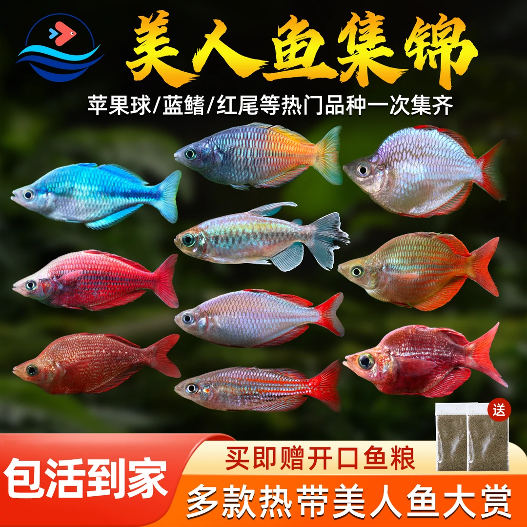 红苹果美人红尾美人热带淡水鱼刚果美人鱼草缸群游热带观赏鱼活体