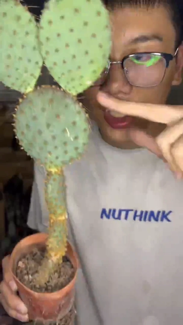 圣丽塔【带根】3个叶片起发