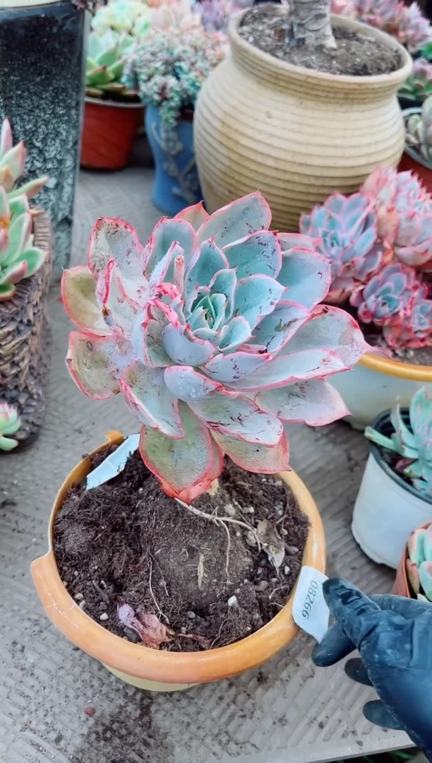 荟*08266多肉植物一物一拍