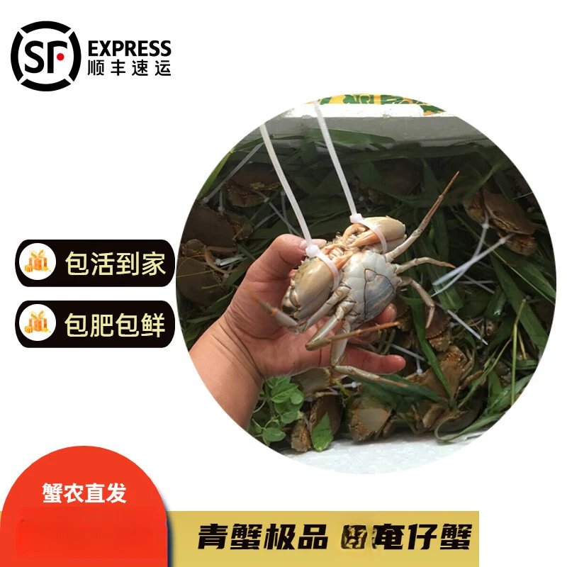 【魏来海鲜】【到货概不拒收】黄油蟹处女蟹黑奄仔蟹腌仔蟹青蟹