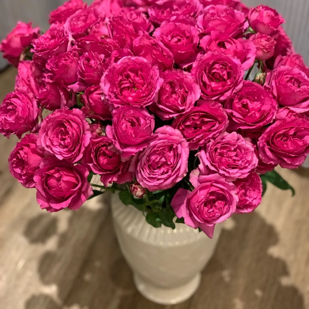 （紫雾泡泡-多头玫瑰）玫瑰云南基地直发生活鲜花