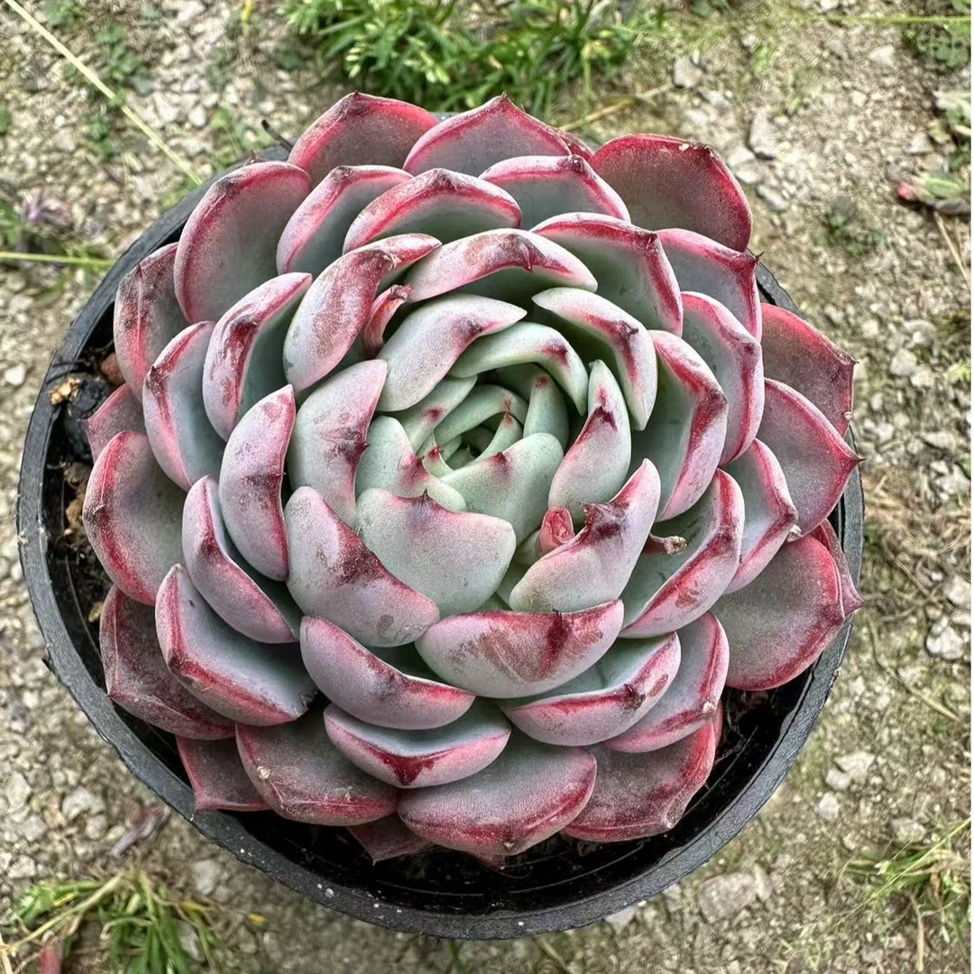 10#紫雪多肉植物      前男友精品多肉sm1418