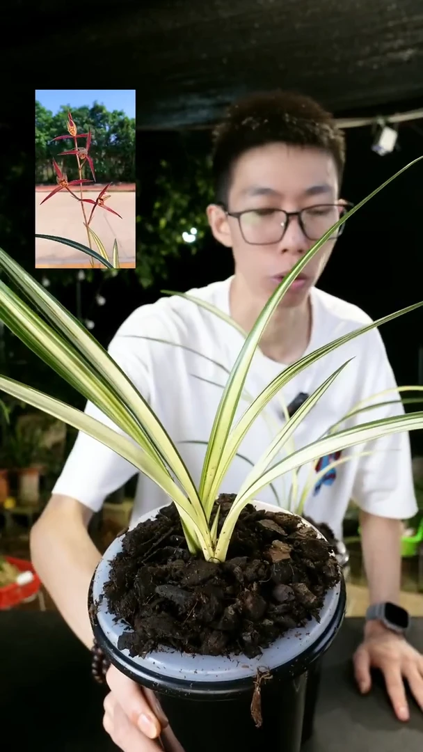 当前无花栽培后可以开花寒兰-绿宝（前垄子母2苗）带盆