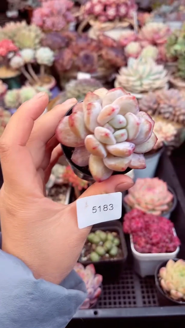 【闪购商品】5183单头橙子石化多肉