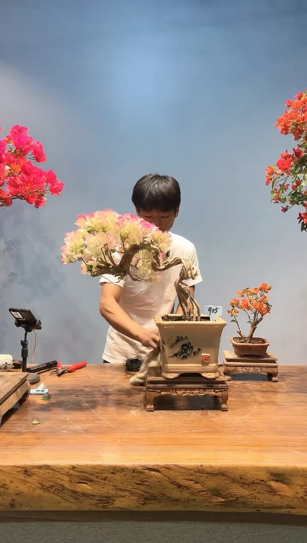 905三角梅专场一物一拍