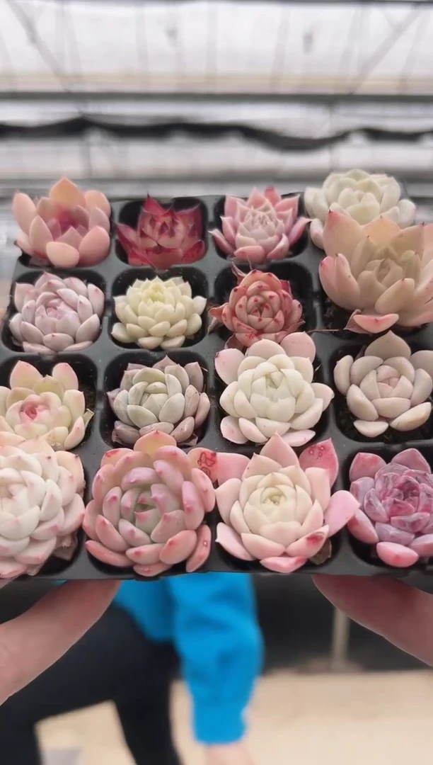 【闪购商品】穴盘-91