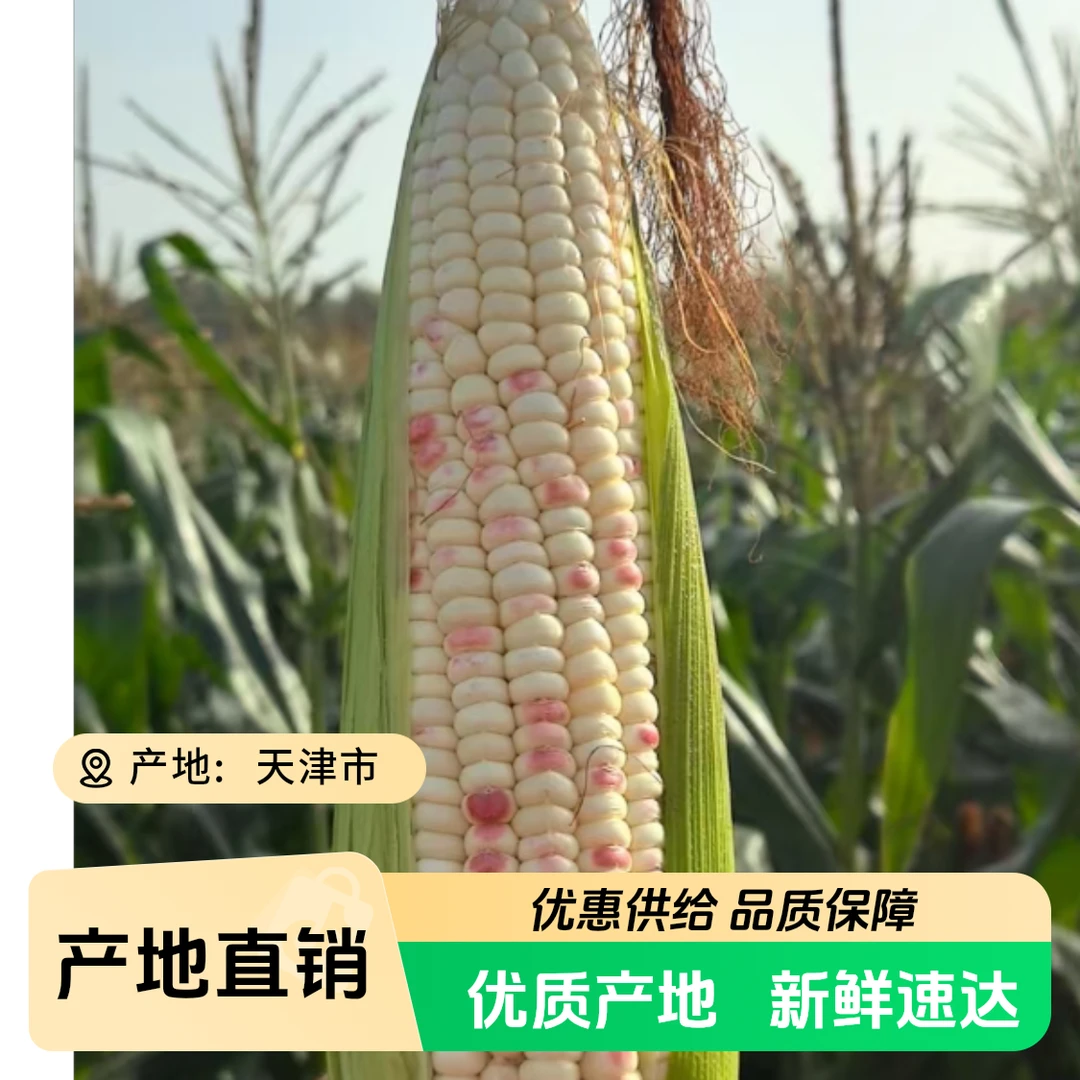 天津本地陆地新鲜甜口花黏玉米拍8个发10个装约8斤（京东快递）天津市