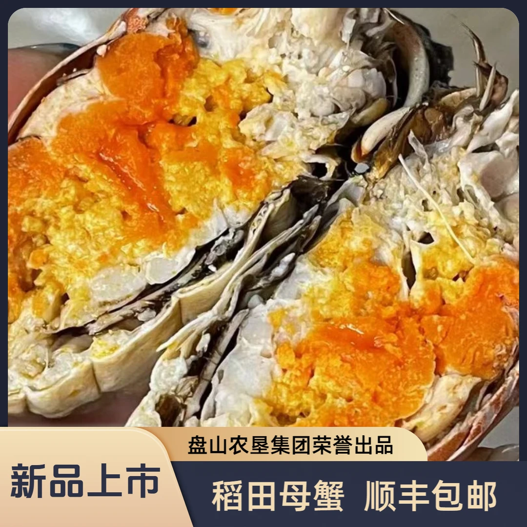 盘山农垦【活蟹】盘锦河蟹稻田母蟹每只1.0-1.3两2斤/3斤辽宁专拍