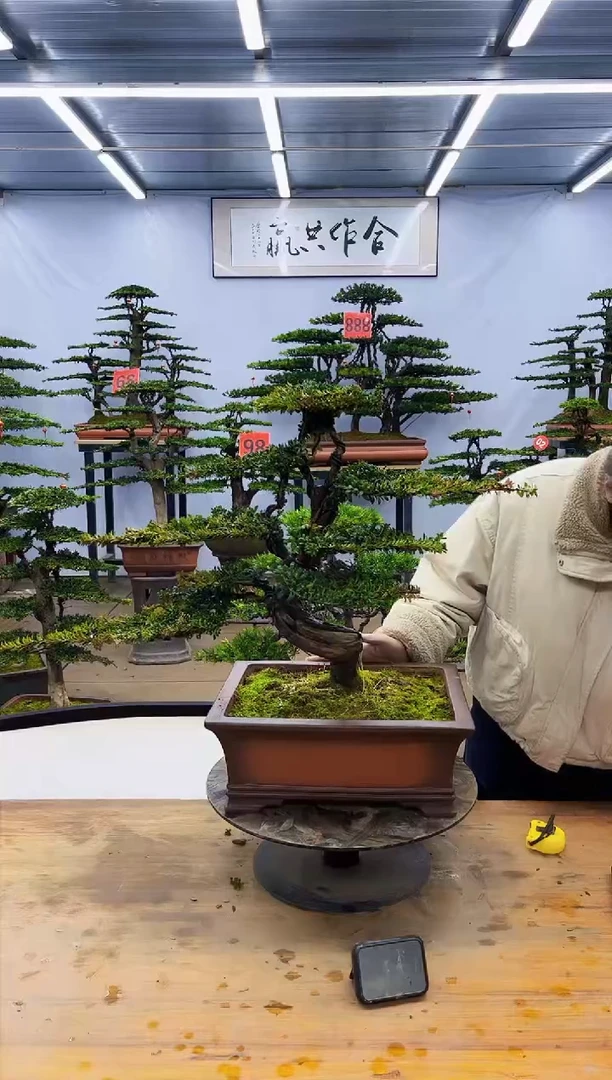 【闪购商品】高端盆景一物一拍，所见即所得