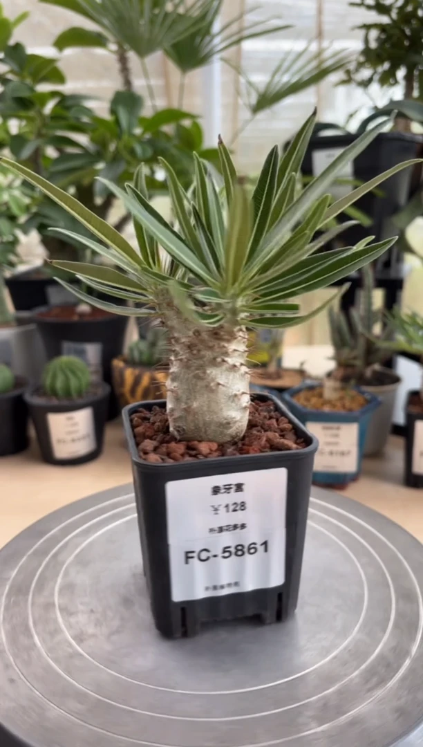 象牙宫FC-5861