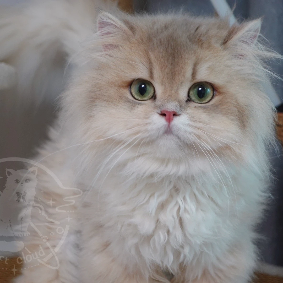 【软云猫舍】精品猫咪