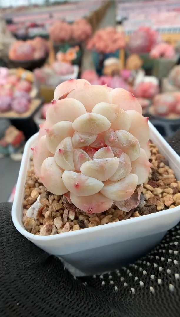 【闪购商品】987冰魄一物一拍