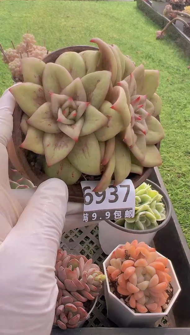 【闪购商品】信福多肉一物一拍