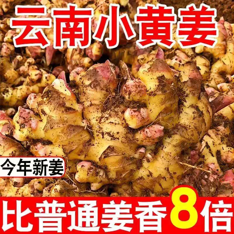 云南小黄姜【新鲜嫩姜】新鲜现挖泡姜腌姜糖醋姜辛辣十足包邮