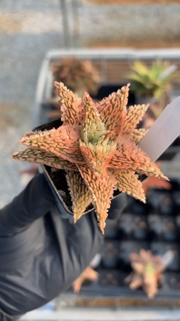 园艺芦荟wl274FD-1314