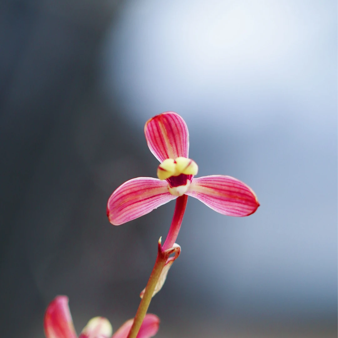秋榜龙梅兰花邱邱唐