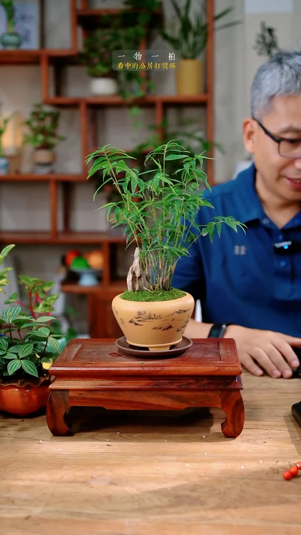 不开花植物s****b米竹702