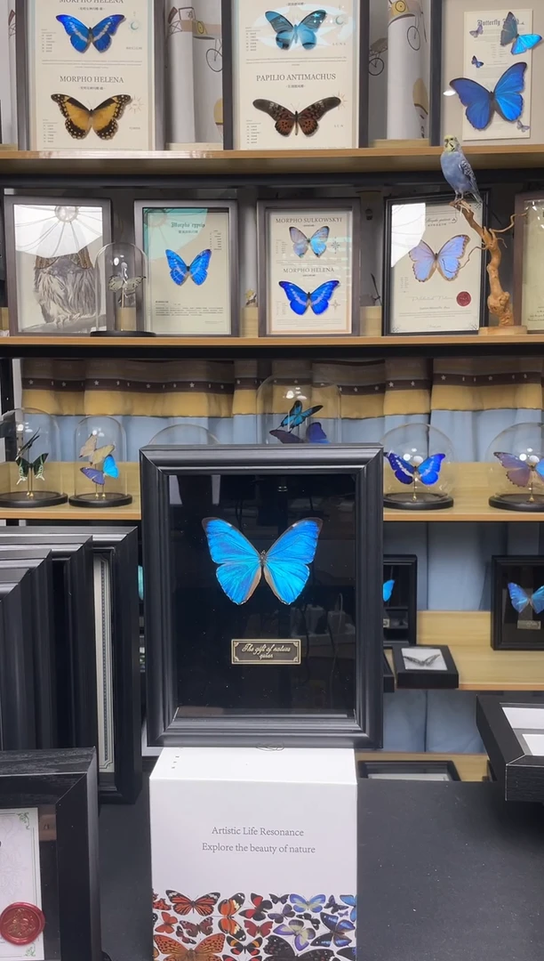 黎明闪蝶 8寸黑绒底