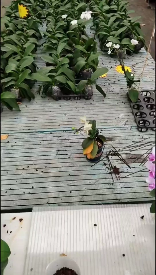全部花苞裕美福利价