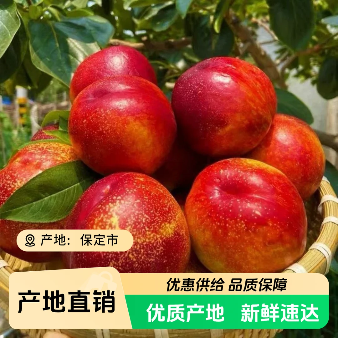 【小吴助农】麻点黄心油桃 3斤 要特别硬的备注 京东包邮河北省