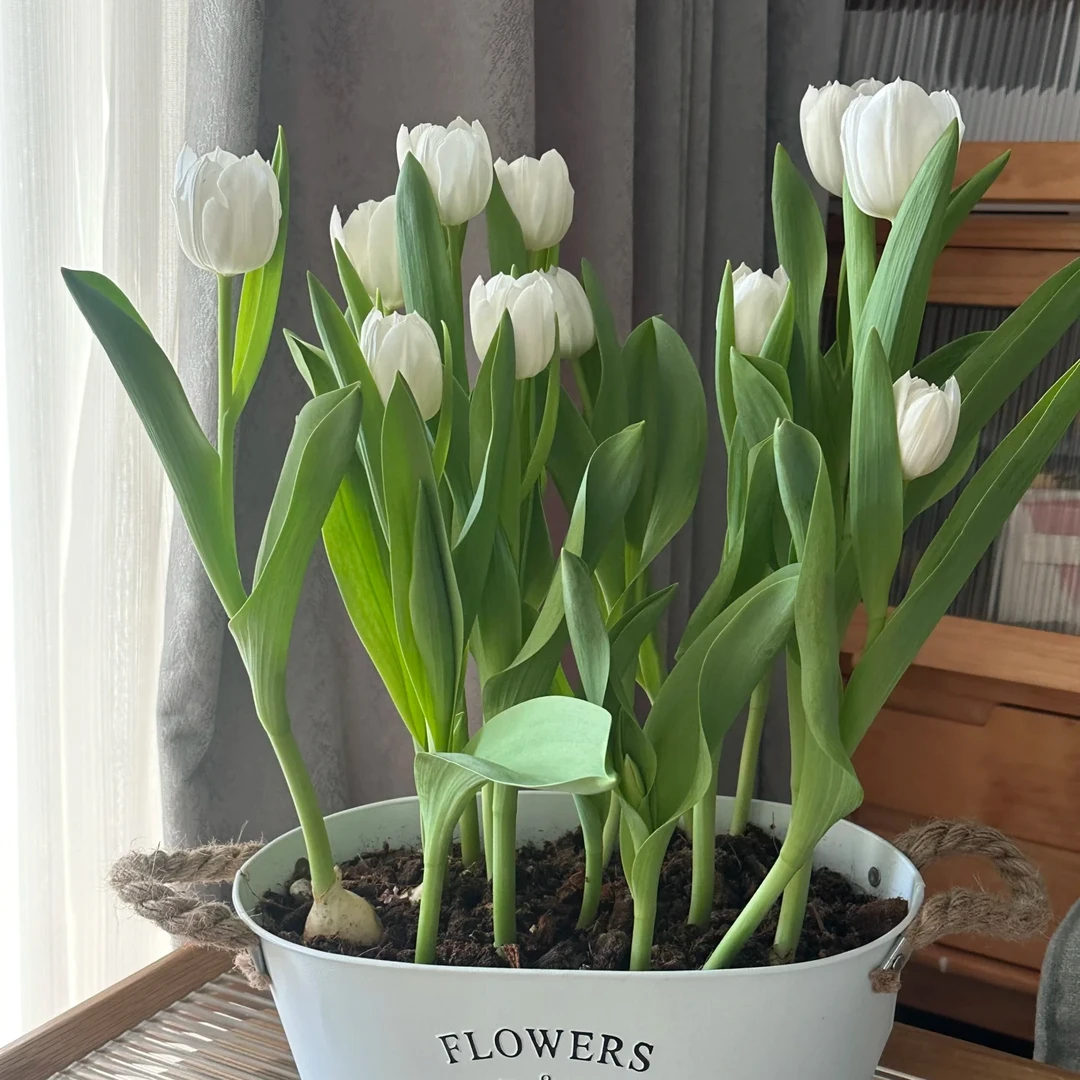 白色郁金香大花苞节日礼品鲜花客厅断头折枝理赔玛格丽特