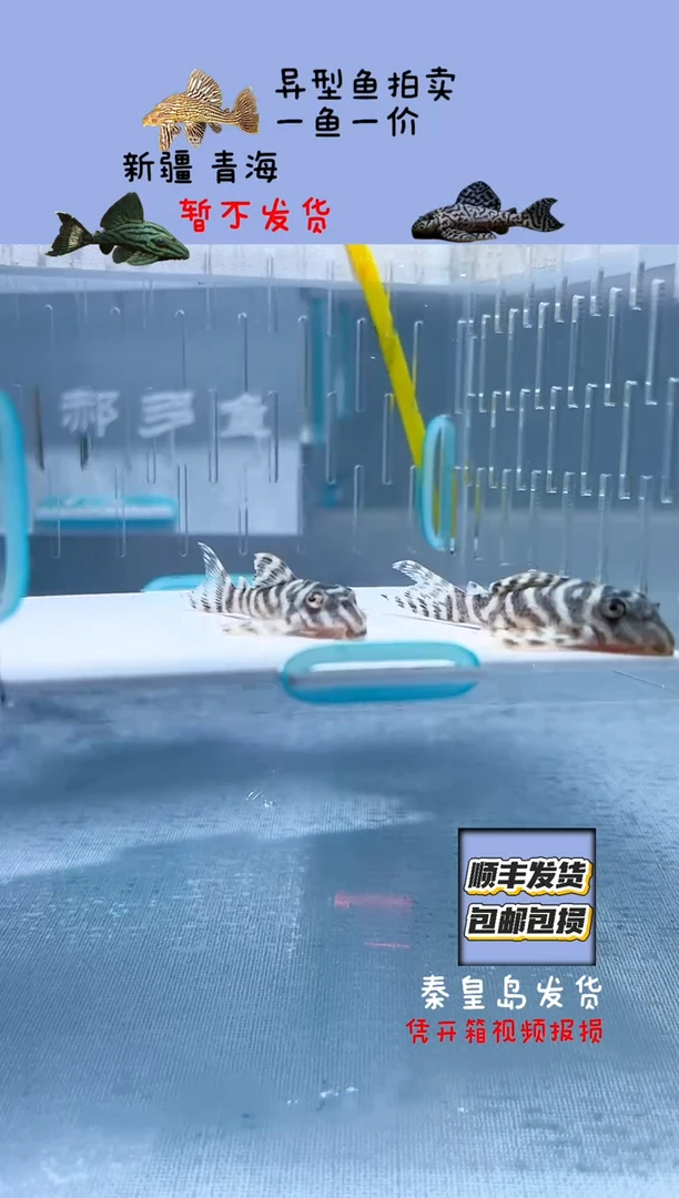 清道夫4-5不包入缸损31