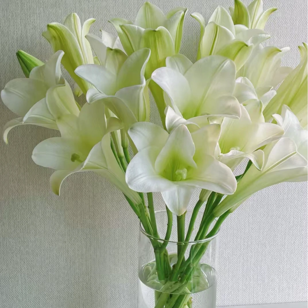 【铁炮百合】香水百合鲜花水养鲜切花室内插花桌面装饰优质