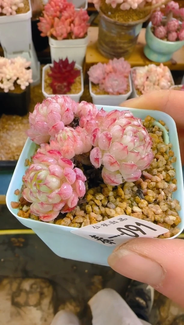 【闪购商品】春—091—仙农（小红包）