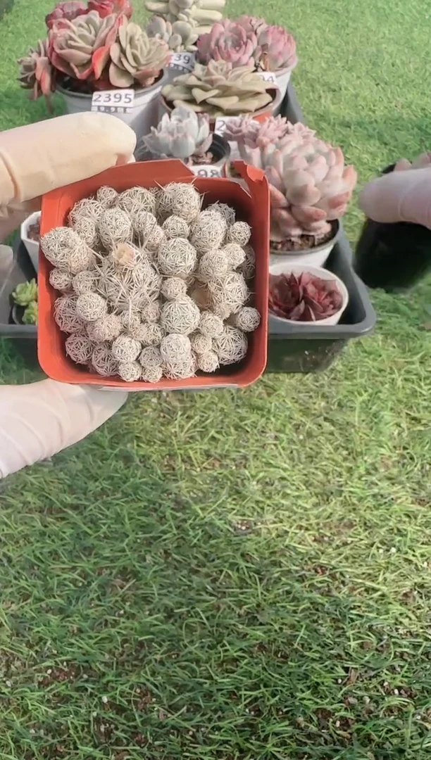 【闪购商品】信福多肉一物一拍