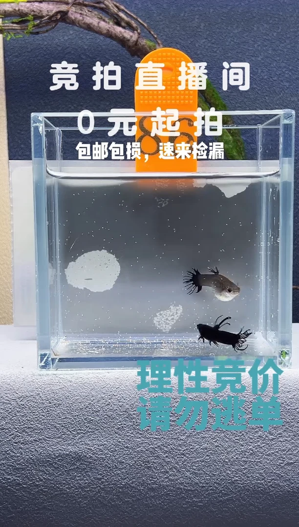 孔雀鱼毒液墨蓝冠尾一对编号86