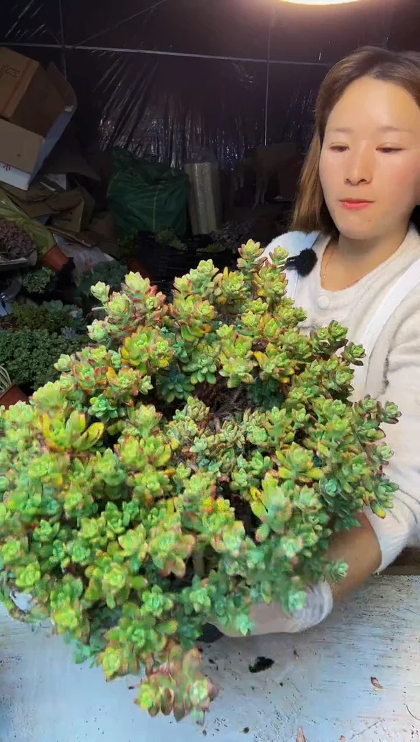 太*花60号一物一拍默认微瑕不售后