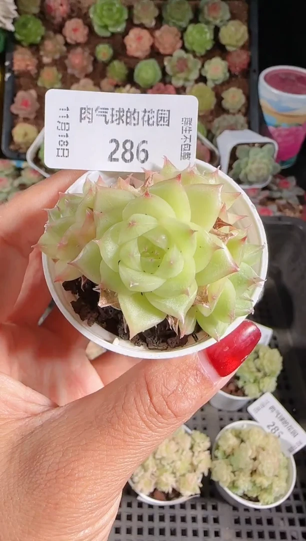 1118-286群生不包整