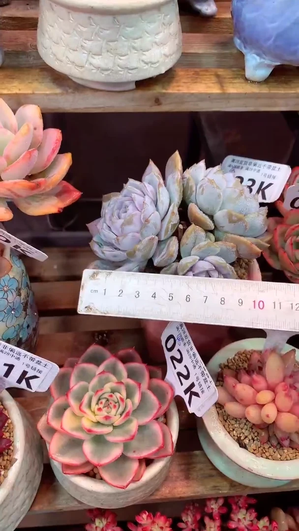 023K（一物一拍，精品多肉，所见即所得 ）