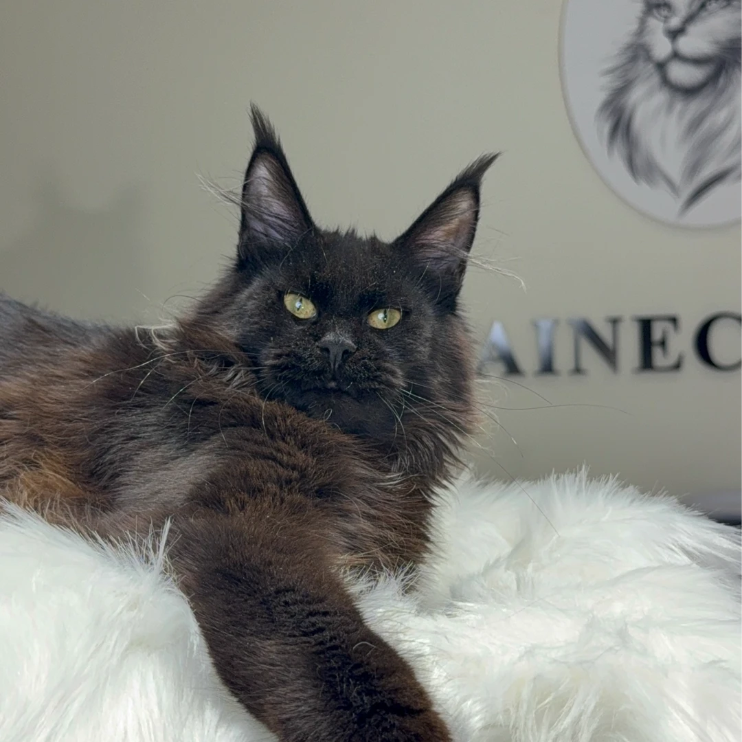 李的缅因猫-纯黑色妹妹