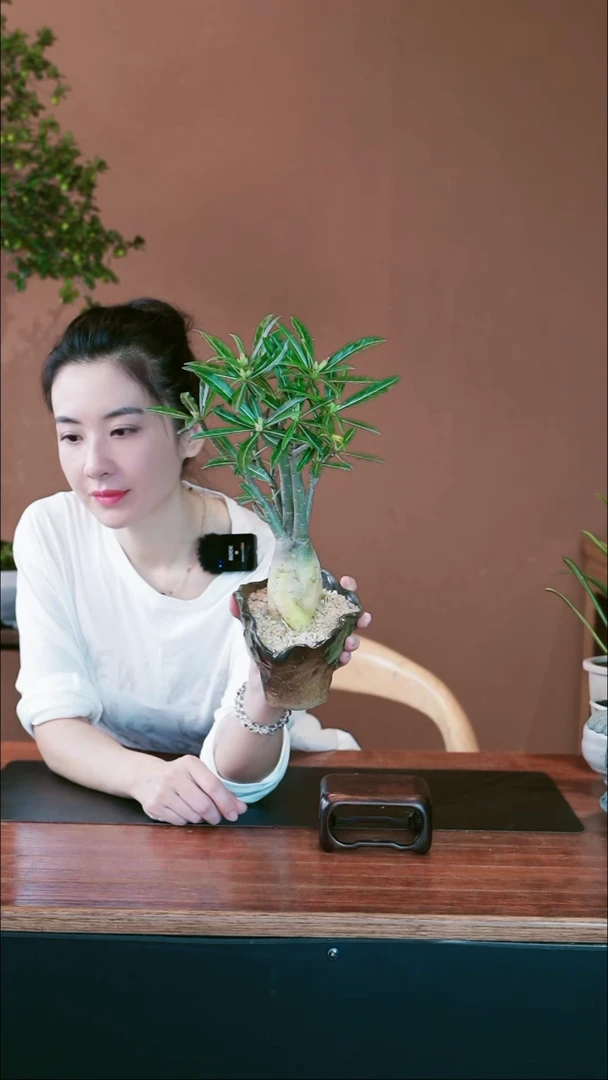 无花朵A*沙漠玫瑰盆景盆景盆景