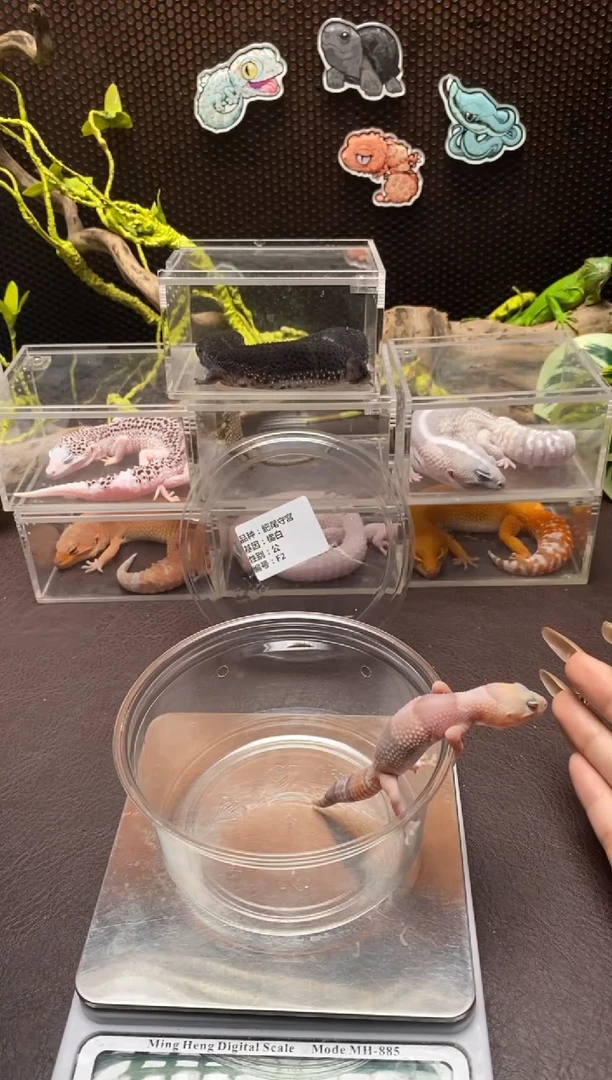 肥尾守宫 鳞与尾 Scale Tail 爬宠F2